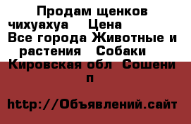 Продам щенков чихуахуа  › Цена ­ 10 000 - Все города Животные и растения » Собаки   . Кировская обл.,Сошени п.